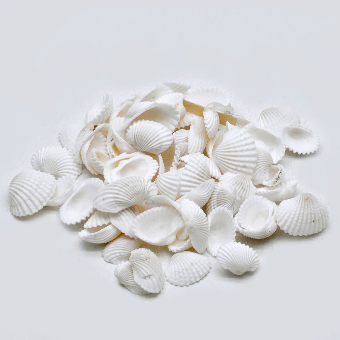 Natural White Scallop Shells – Mini Craft & Decor Collection