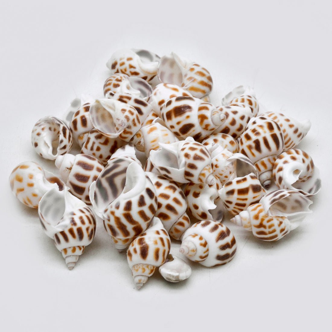 Natural Brown Spotted Babylonia Shells – Craft & Decor Pack