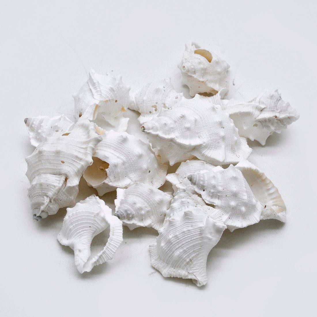 Natural White Murex Shells – Textured Craft & Décor Shells