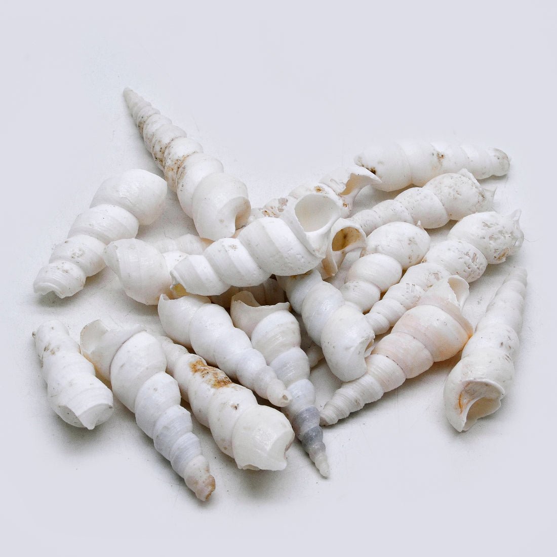 Natural White Spiral Turritella Shells – Craft & Decor Pack