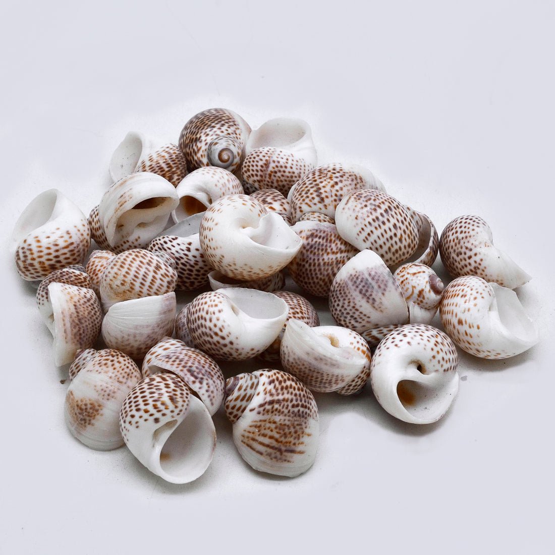 Mini round dotted Shells – Natural Striped Sea Shells for Craft & Decor