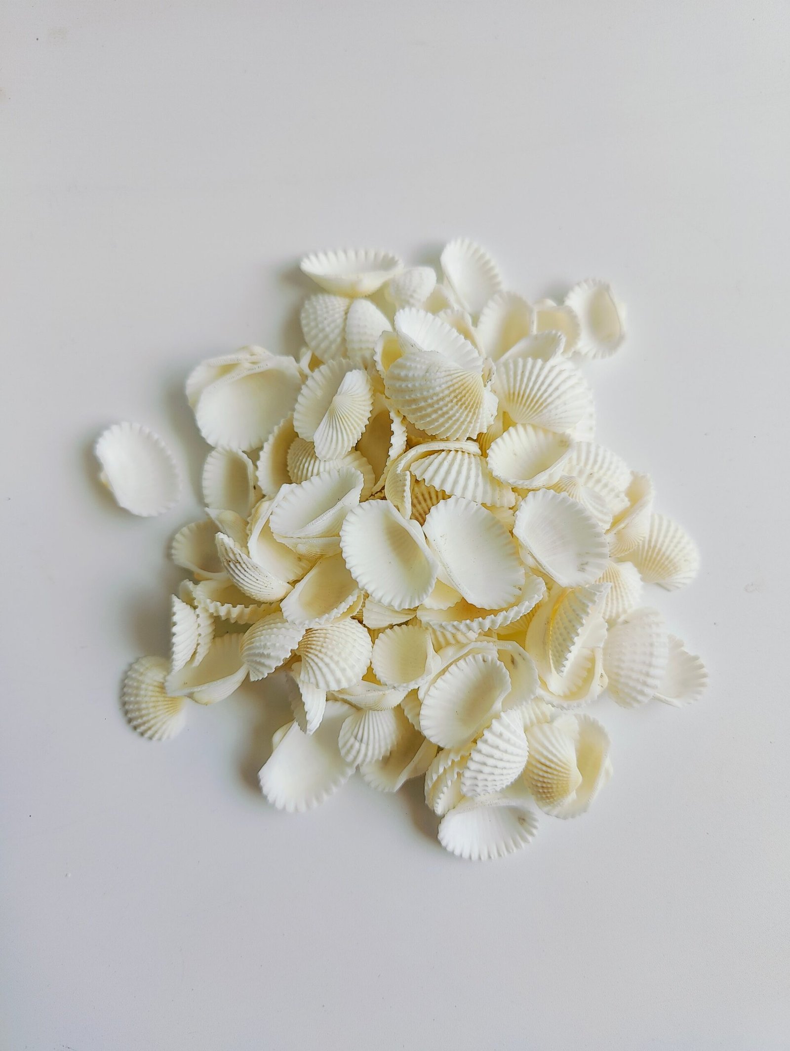 Natural White Sea Shells – Premium Craft & Aquarium Décor Shells for DIY, Jewelry & Art
