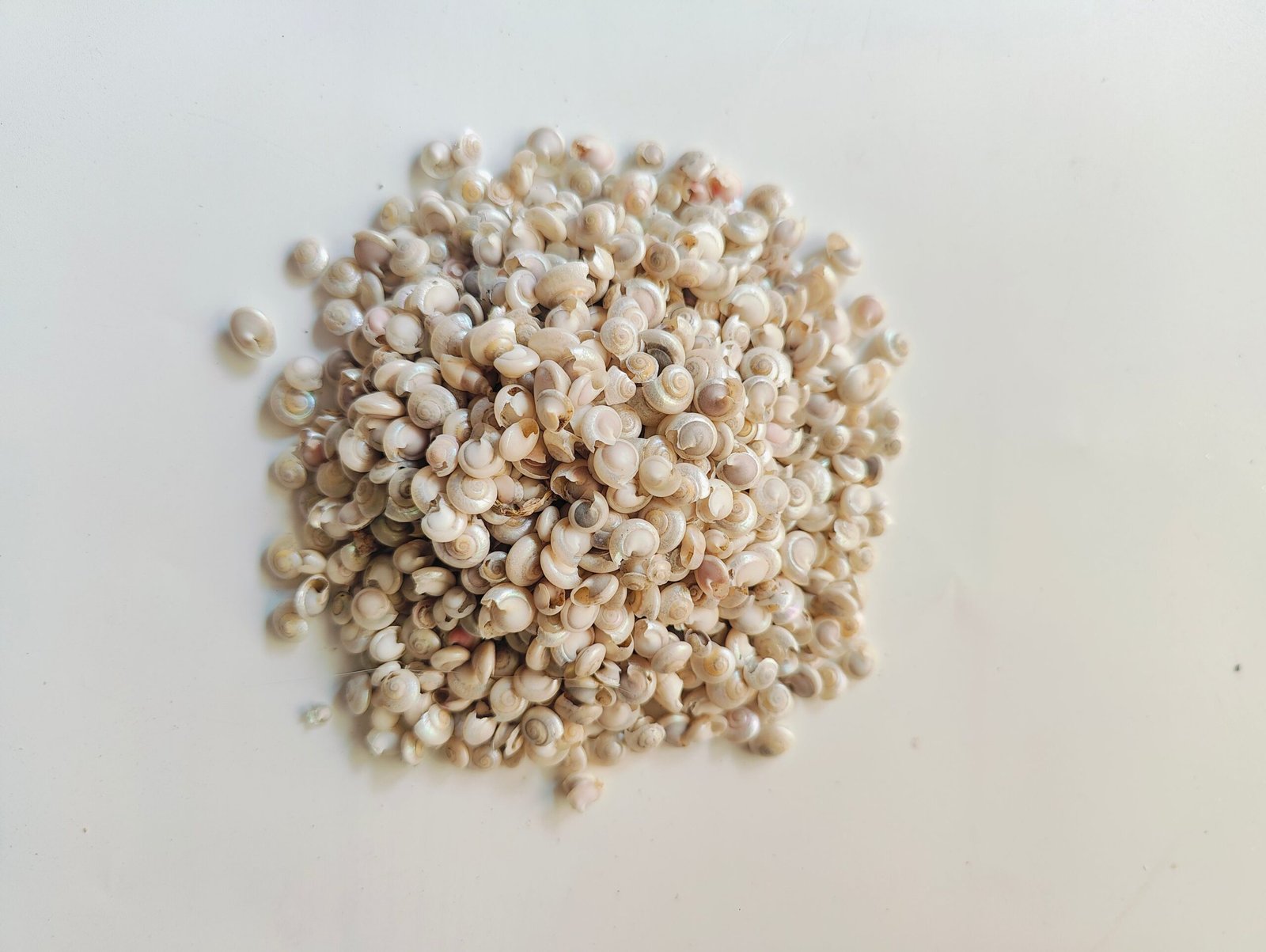 Natural silver beads Sea Shells – Coastal Charm for Crafts, Decor & DIY Projects